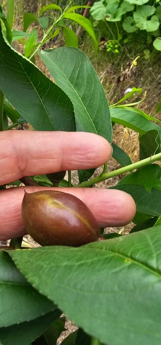 뿌리묘목농원님의 자유주제 · 자유게시판 작성글 사진