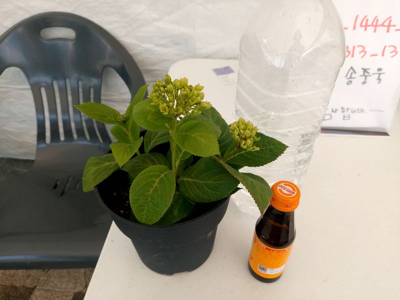 수국 은 나의희망님의 장터 판매 상품 [엔드리스썸어 수국] 첨부 사진