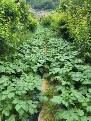 텃밭농님의 농사, 무엇이든 물어보세요! · 참여글 작성글 사진