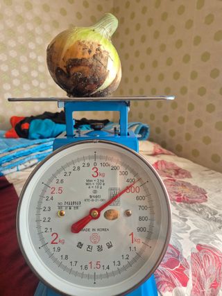 송광만님의 양파 · 자유게시판 작성글 사진