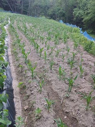 전국하님의 자유주제 · 자유게시판 작성글 사진