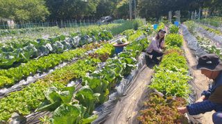 이경옥님의 농사, 무엇이든 물어보세요! · 참여글 작성글 사진