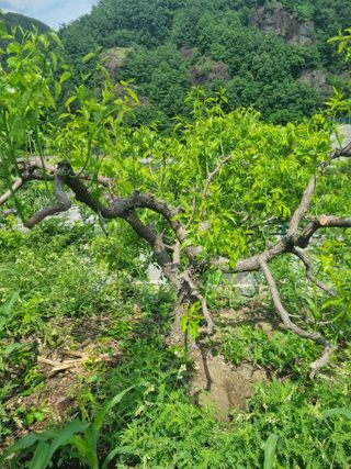 김용대님의 자유주제 · 자유게시판 작성글 사진