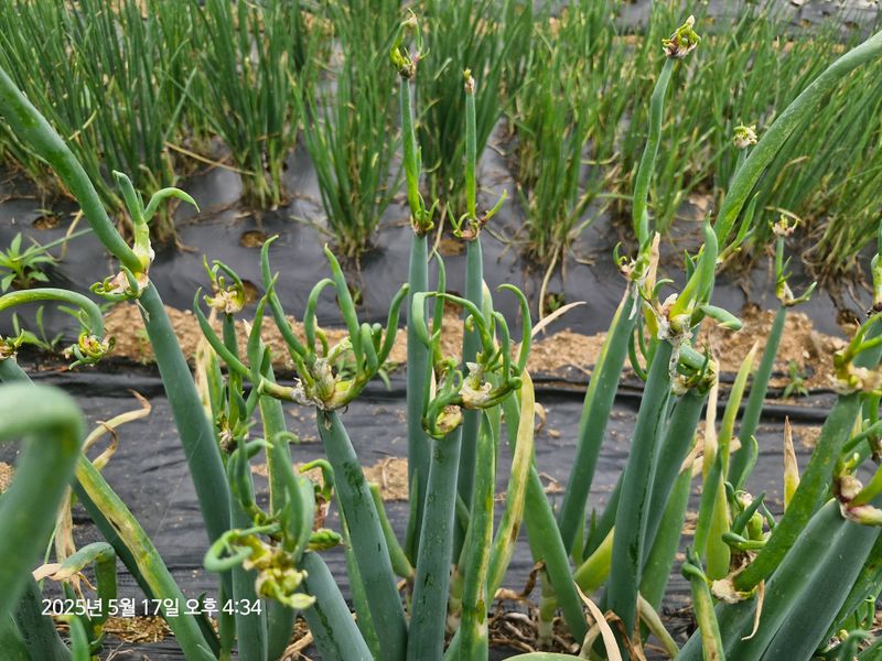 장터 상품 [삼동파 ] 썸네일