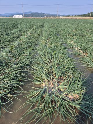 송광만님의 양파 · 자유게시판 작성글 사진