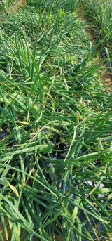 팜모닝 양파·병해충상담 게시글 이미지