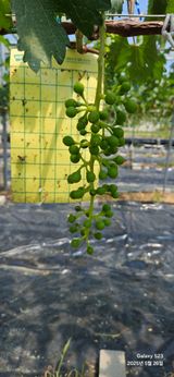 팜모닝 농사, 무엇이든 물어보세요!·참여글 게시글 이미지