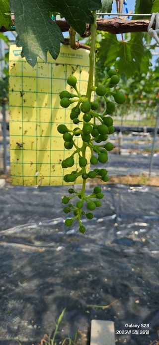 김상욱님의 농사, 무엇이든 물어보세요! · 참여글 작성글 사진