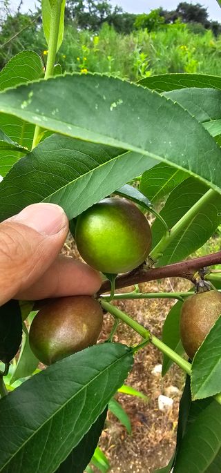 뿌리묘목농원님의 자유주제 · 자유게시판 작성글 사진