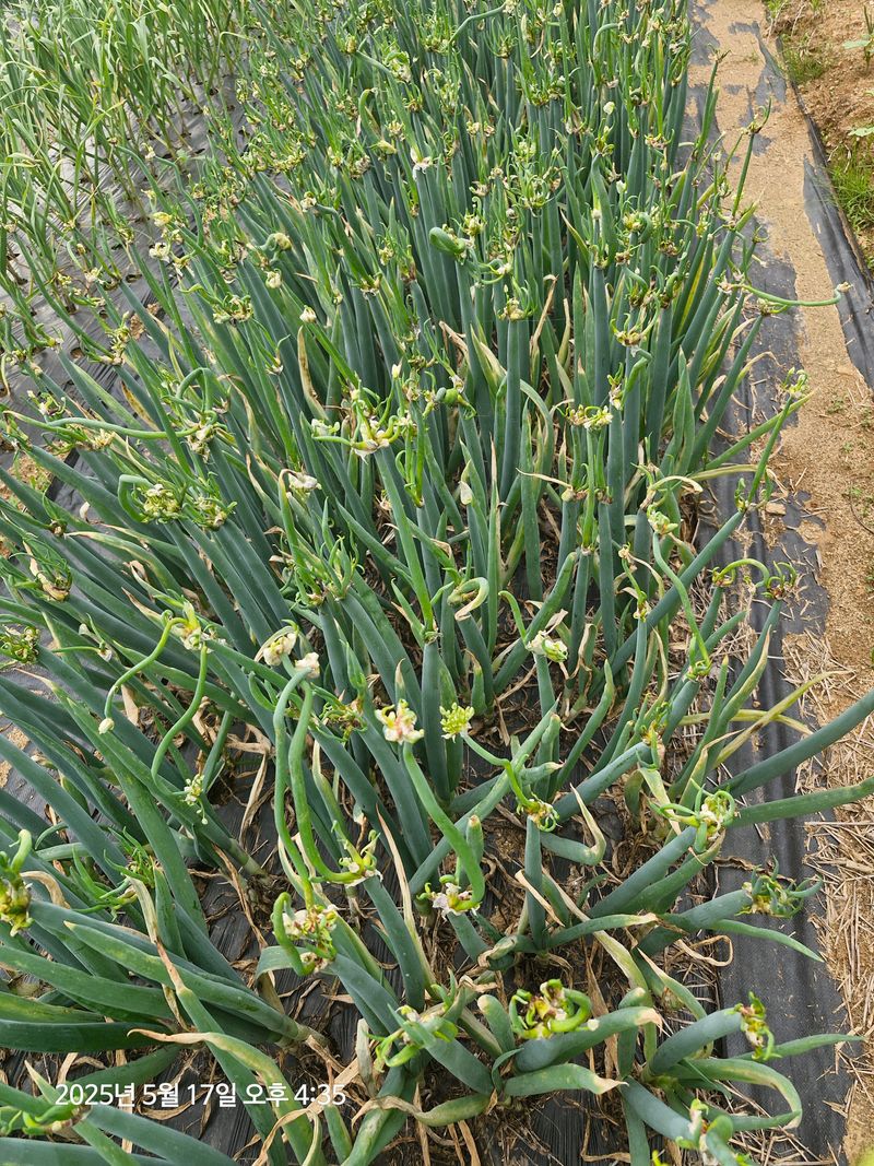 김인혁님의 장터 판매 상품 [삼동파 ] 첨부 사진