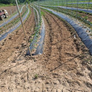 오영도님의 자유주제 · 자유게시판 작성글 사진
