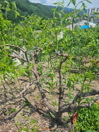 김용대님의 자유주제 · 자유게시판 작성글 사진