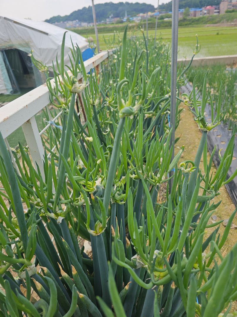 주명숙님의 장터 판매 상품 [산동대파 종근100개] 첨부 사진