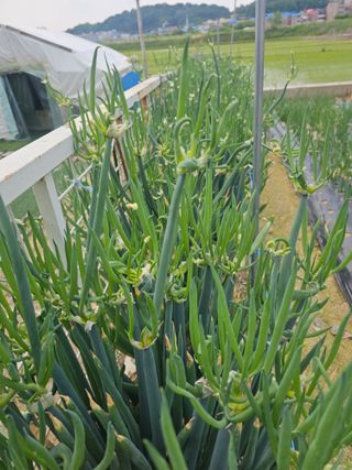 주명숙님의 작성글 사진