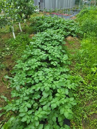 텃밭농님의 농사, 무엇이든 물어보세요! · 참여글 작성글 사진