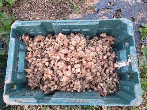 농부의아내님의 장터 판매 상품 [쪽파종자100키로] 첨부 사진