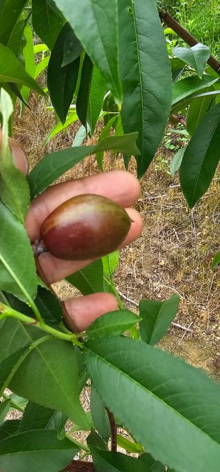 뿌리묘목농원님의 자유주제 · 자유게시판 작성글 사진