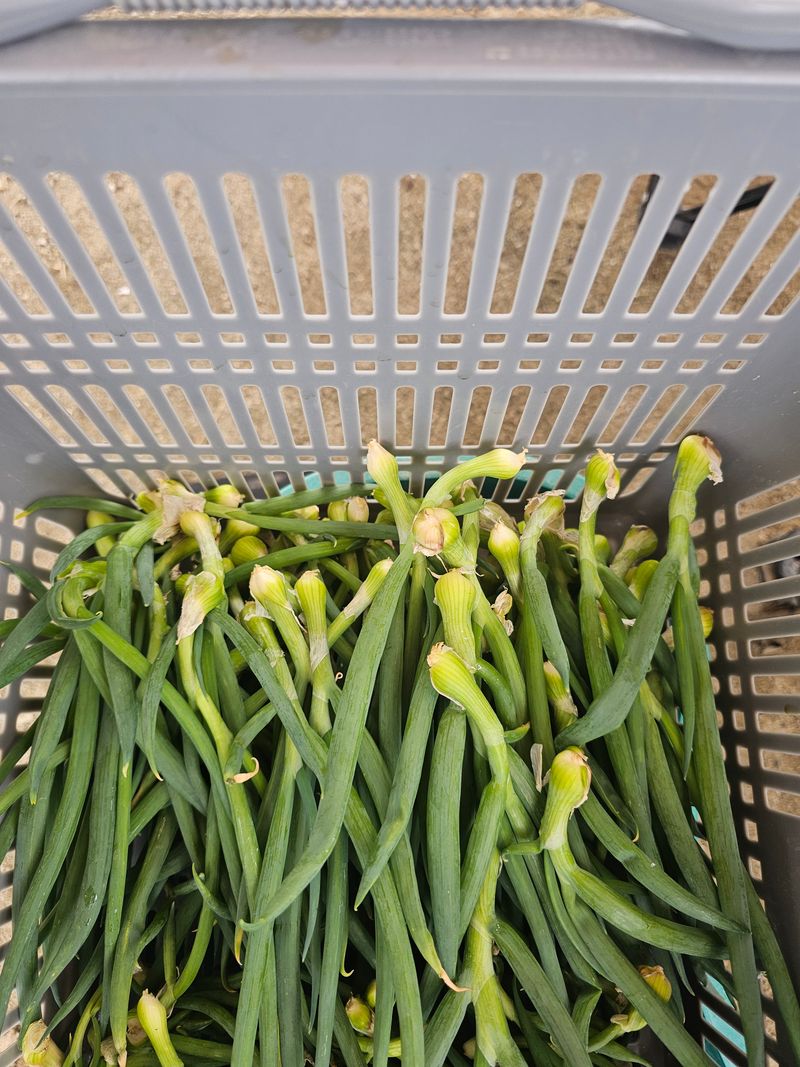 장터 상품 [산동대파 종근100개] 썸네일