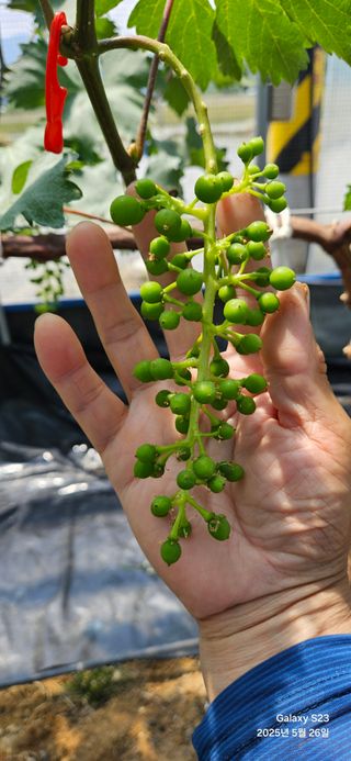 김상욱님의 농사, 무엇이든 물어보세요! · 참여글 작성글 사진