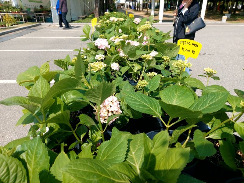 장터 상품 [엔드리스썸어 수국] 썸네일