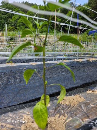 영숙님의 자유주제 · 자유게시판 작성글 사진