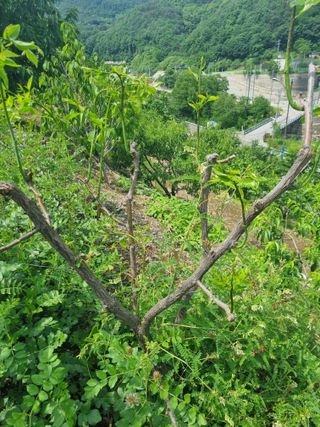 김용대님의 자유주제 · 자유게시판 작성글 사진