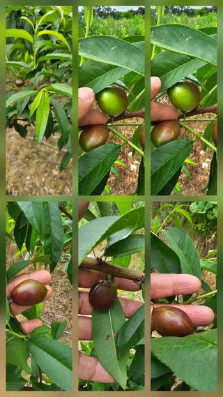 뿌리묘목농원님의 자유주제 · 자유게시판 작성글 사진