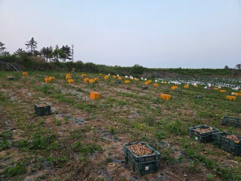 농부의아내님의 장터 판매 상품 [쪽파종자100키로] 첨부 사진