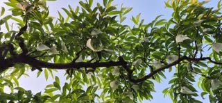 달맛햇복숭아농원님의 자유주제 · 자유게시판 작성글 사진