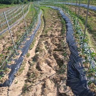 오영도님의 자유주제 · 자유게시판 작성글 사진