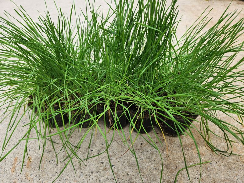 장터 상품 [2년생영양부추모종 20포트] 썸네일