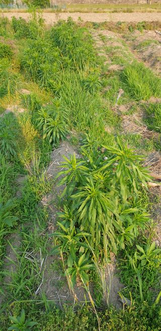 더좋은세상농원님의 자유주제 · 자유게시판 작성글 사진