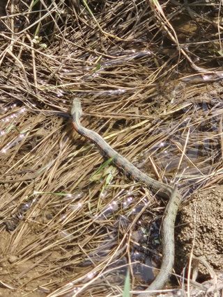 예담농원(민경진)님의 자유주제 · 자유게시판 작성글 사진