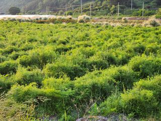 이창신님의 자유주제 · 자유게시판 작성글 사진