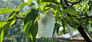 달맛햇복숭아농원님의 자유주제 · 자유게시판 작성글 사진