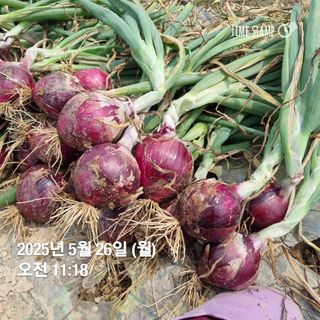 민들레님의 자유주제 · 자유게시판 작성글 사진