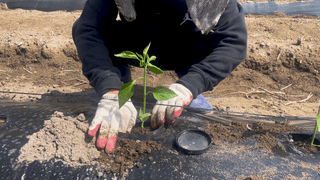 누보농장님의 자유주제 · 자유게시판 작성글 사진