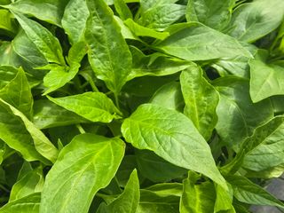 박수열님의 자유주제 · 자유게시판 작성글 사진