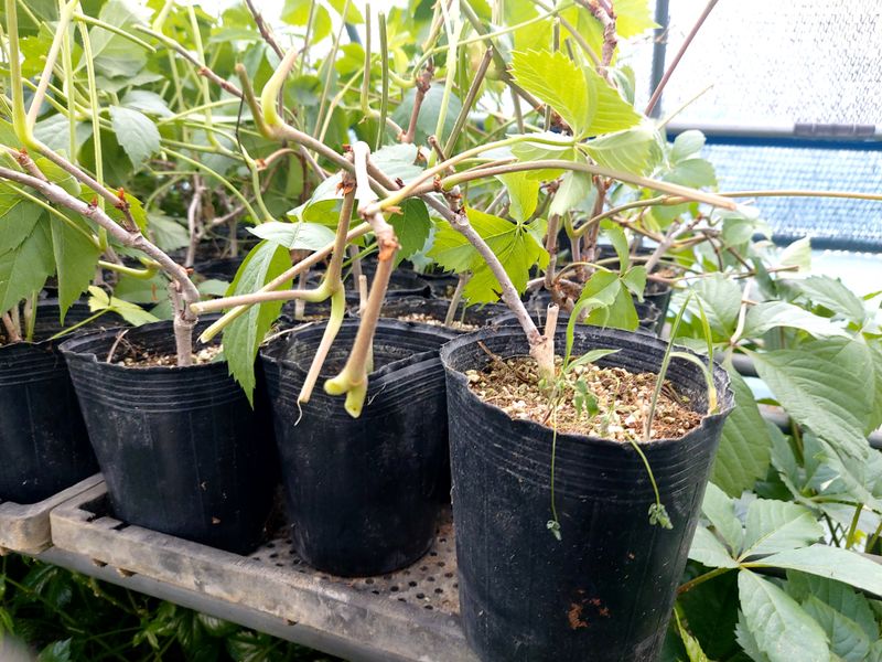 수국 은 나의희망님의 장터 판매 상품 [엔드리스썸어 수국] 첨부 사진