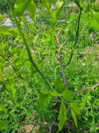 김용대님의 자유주제 · 자유게시판 작성글 사진