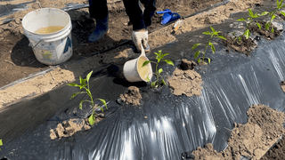 누보농장님의 자유주제 · 자유게시판 작성글 사진