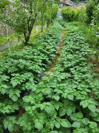 텃밭농님의 농사, 무엇이든 물어보세요! · 참여글 작성글 사진