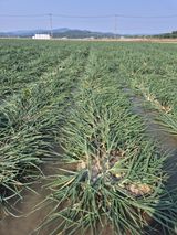 팜모닝 양파·자유게시판 게시글 이미지