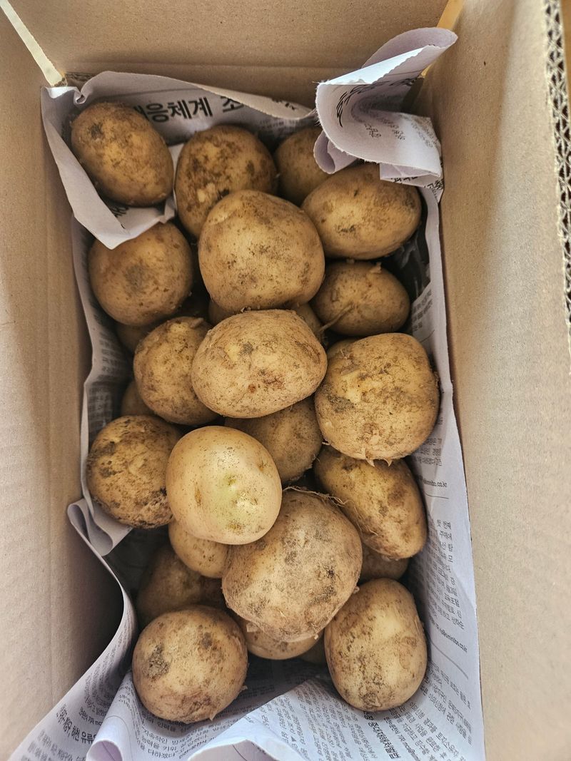 이재관(황토속애)님의 장터 판매 상품 [맛있는 수미감자 판매합니다.할인행사중] 첨부 사진