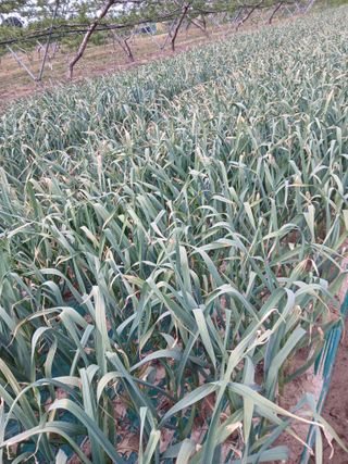 마늘 복숭아윤금자님의 작성글 사진