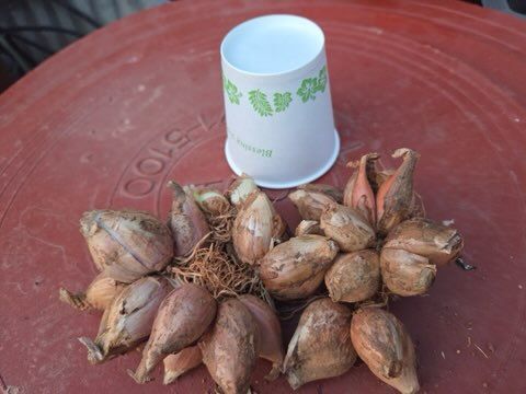 장터 상품 [쪽파종자100키로] 썸네일