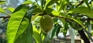 달맛햇복숭아농원님의 자유주제 · 자유게시판 작성글 사진