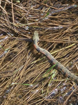 예담농원(민경진)님의 자유주제 · 자유게시판 작성글 사진