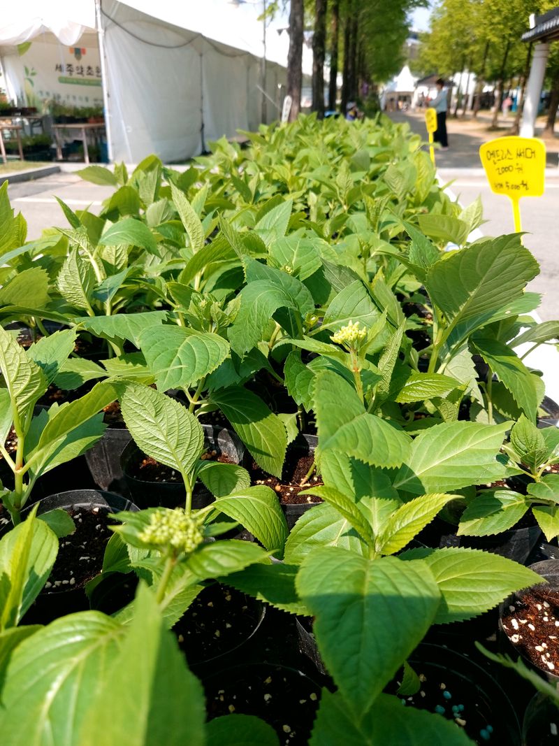 수국 은 나의희망님의 장터 판매 상품 [엔드리스썸어 수국] 첨부 사진