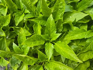 박수열님의 자유주제 · 자유게시판 작성글 사진